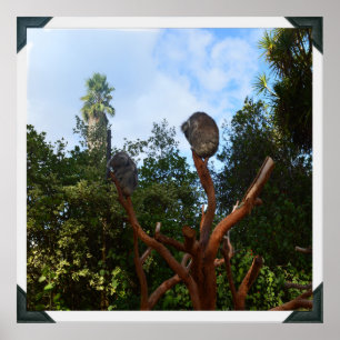Affiche Les Ours De Koala S'Endorment Dans Les Arbres,