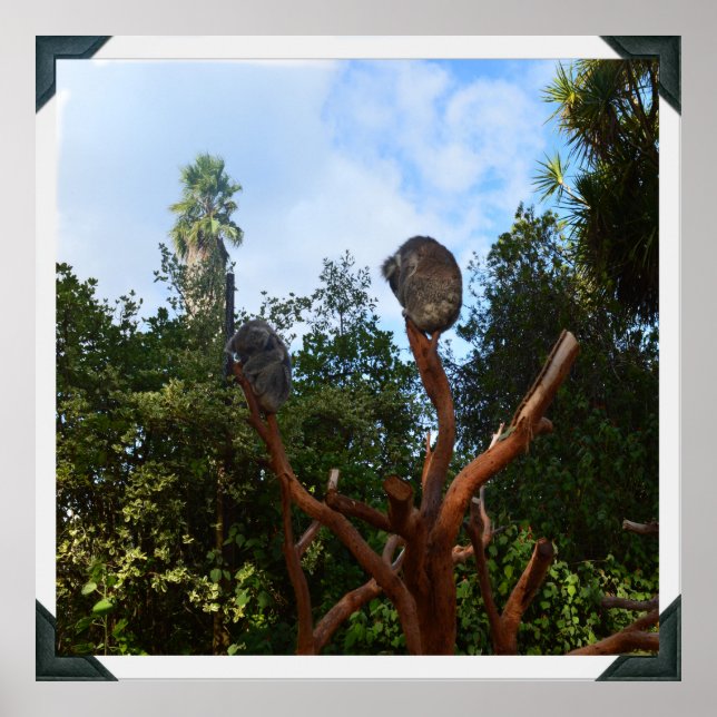 Affiche Les Ours De Koala S'Endorment Dans Les Arbres, (Devant)
