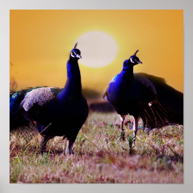 Affiche Les paons bleus (Devant)