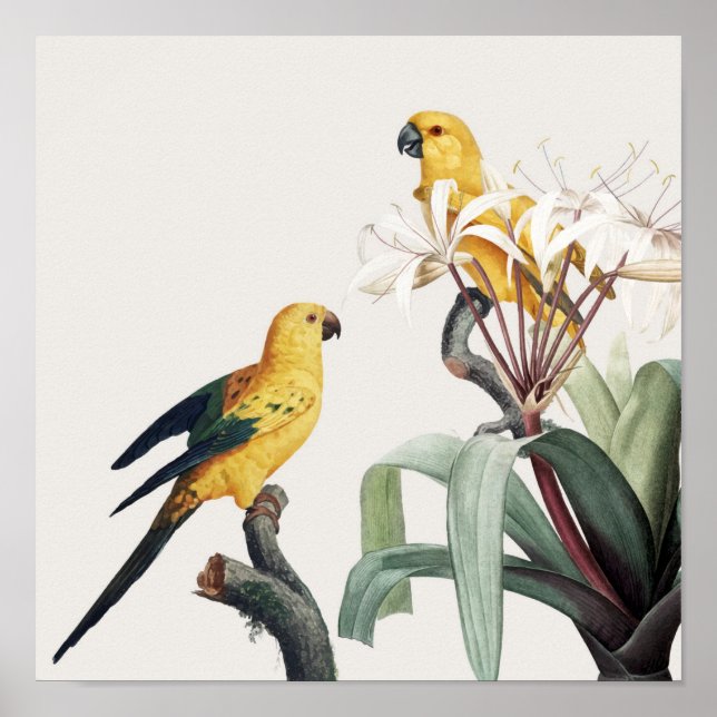 Affiche Les perroquets (Devant)