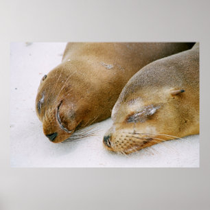 AFFICHE LES PHOQUES PROFITANT DU SOLEIL ET LES UNS LES AUT