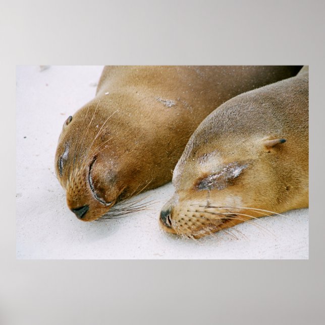 AFFICHE LES PHOQUES PROFITANT DU SOLEIL ET LES UNS LES AUT (Devant)