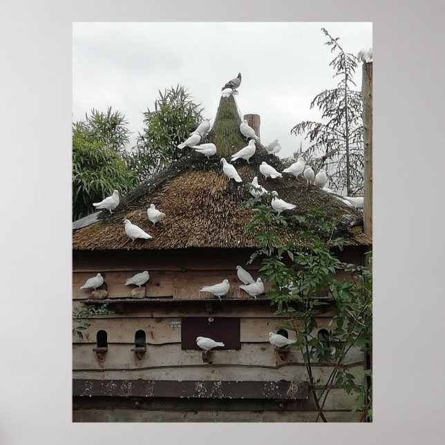 Affiche Les pigeons à la maison. (Devant)