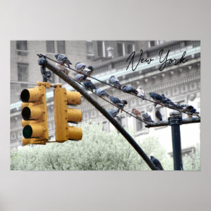 Affiche Les pigeons à New York