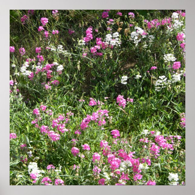Affiche Les pois doux au printemps... (Devant)
