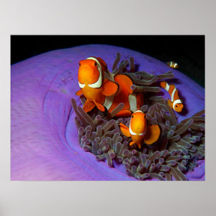 Affiche Les poissons clowns sont toujours en mouvement   A