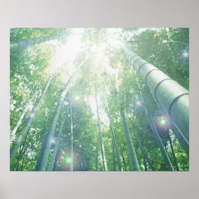 Affiche Les poutres de soleil brillent à travers les bambo (Devant)