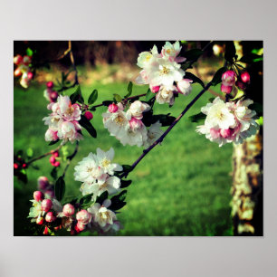 Affiche Les Premières Fleurs Rose Et Blanc Du Printemps