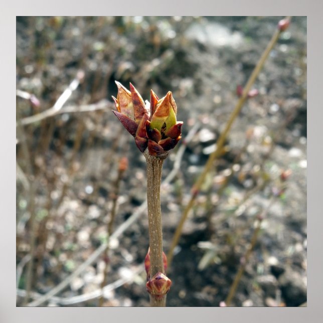 Affiche Les premiers bourgeons (Devant)