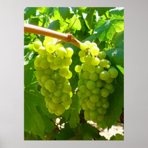 Affiche Les raisins verts sur la vigne