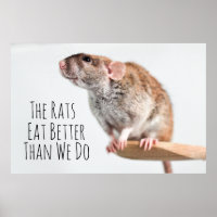 Les rats mangent mieux que nous
