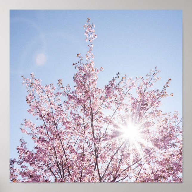 Affiche les rayons du soleil traversent les fleurs roses d (Devant)