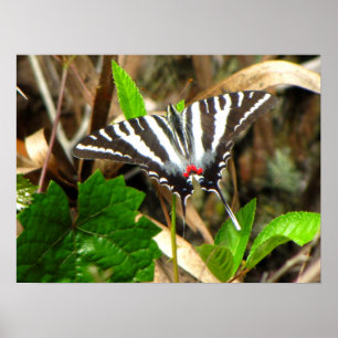 Affiche Les rêves de papillons