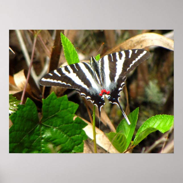 Affiche Les rêves de papillons (Devant)
