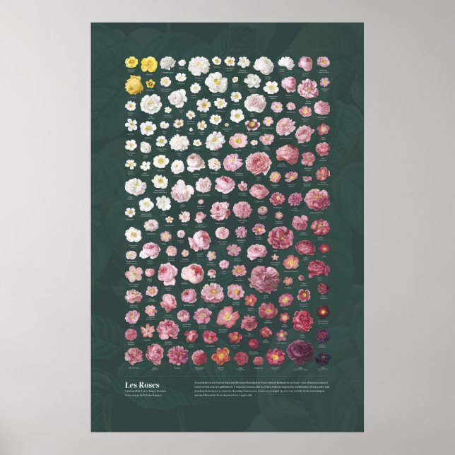 Affiche Les Roses de Redouté (Devant)