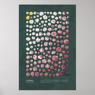 Affiche Les Roses de Redouté