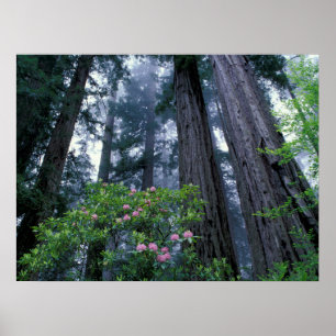 Affiche Les séquoias côtiers et les rhododendrons