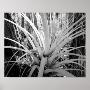 Affiche Les tillandsia épiphytes sont courants en Floride,