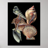 Les trésors de la mer