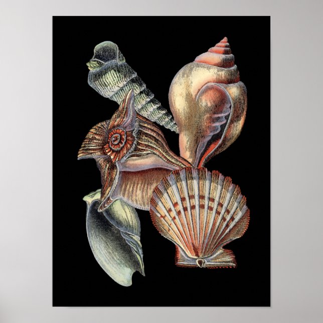 Affiche Les trésors de la mer (Devant)