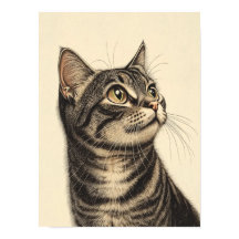 Les trésors tabby de Dürer 1