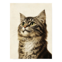 Les trésors tabby de Dürer 3