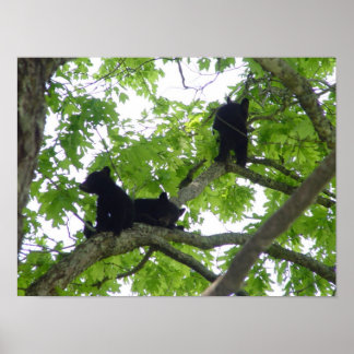Affiche Les Trois Cubs