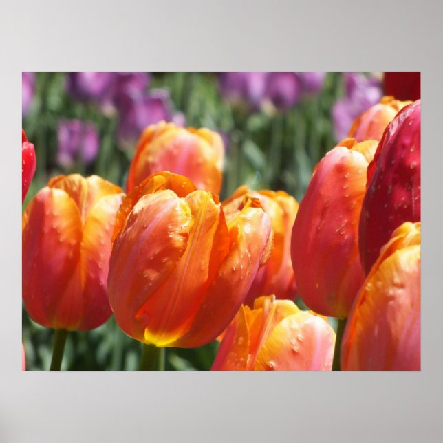 Affiche Les Tulipes Orange (Devant)