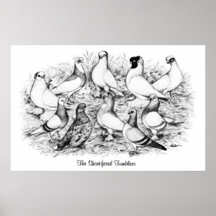 Affiche Les Tumblers à courte vue