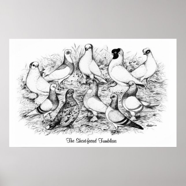 Affiche Les Tumblers à courte vue (Devant)