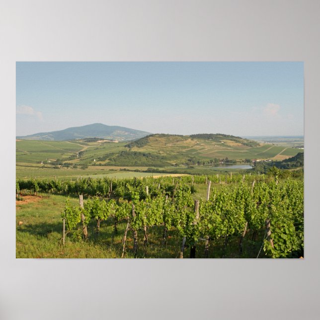 Affiche Les vignobles de Tokaj, Hongrie (Devant)