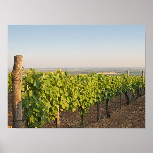 Affiche Les vignobles de Tokaj, Hongrie (Devant)