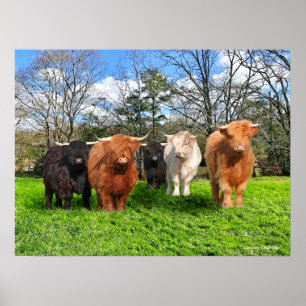 Affiche "Les Woolies"