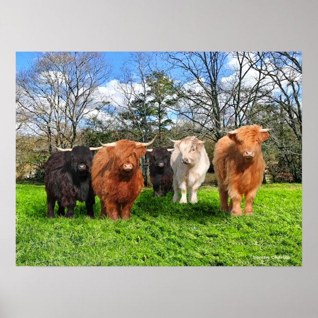 Affiche "Les Woolies" (Devant)