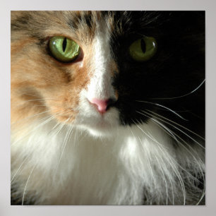 Affiche Les yeux du chat