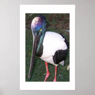 Affiche Les Yeux Qui Suivent La Photographie Couleur Austr