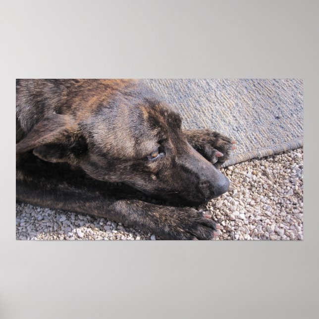 Affiche L'Espoir D'Une Maison Pour Toujours (Devant)