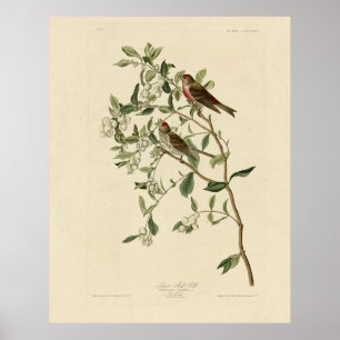 Affiche Lesser (Common) Red-Poll, Audubon Birds of America