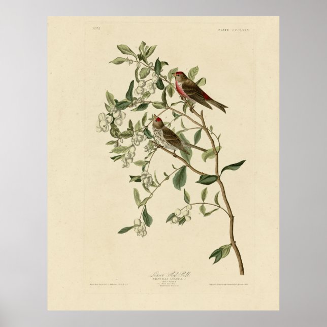 Affiche Lesser (Common) Red-Poll, Audubon Birds of America (Devant)