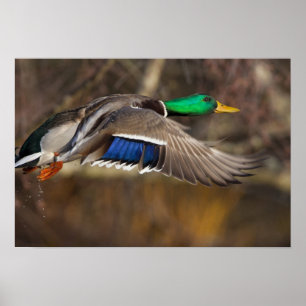 Affiche L'état de Washington des Etats-Unis, Mallard,
