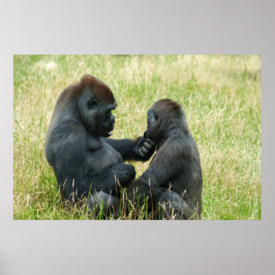 Affiche L'éternel frère Gorilla