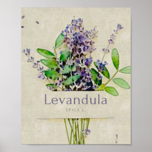 Affiche Levandula spica l