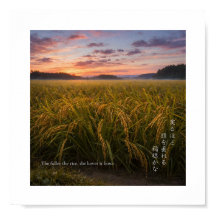 Lever de soleil dans un champ de riz japonais – Gr