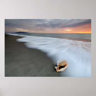 Affiche Lever de soleil sur la plage et Shell