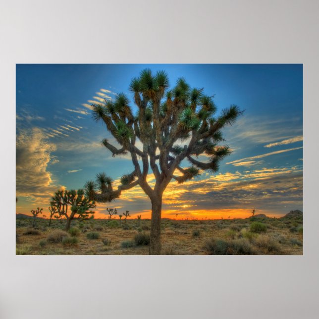 Affiche Lever Du Soleil Au Parc National De Joshua Tree (Devant)