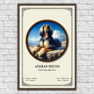 Affiche Lévrier Afghan Série de Zoologie