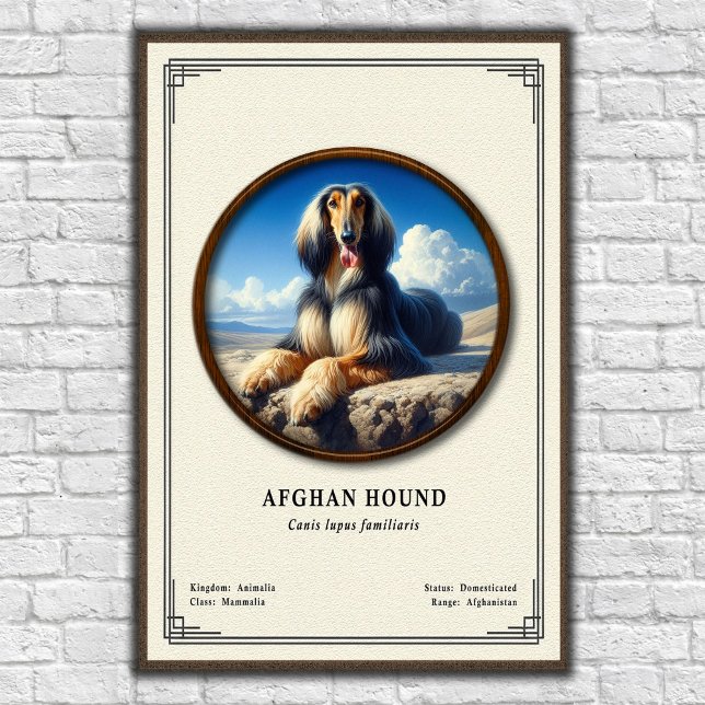 Affiche Lévrier Afghan Série de Zoologie (Créateur téléchargé)