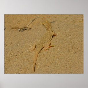 Affiche Lézard à doigts frangés du Mojave