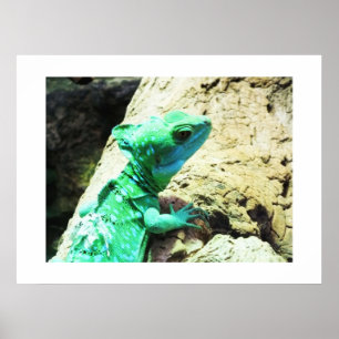Affiche Lézard de basilic vert
