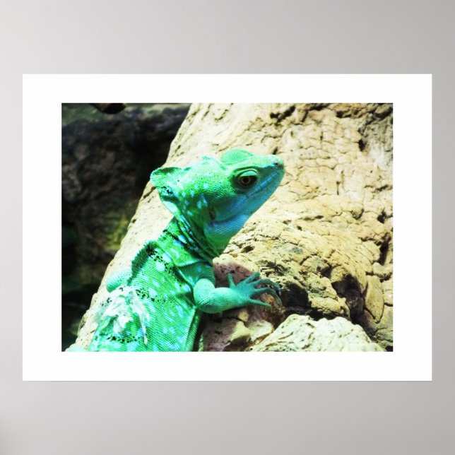 Affiche Lézard de basilic vert (Devant)